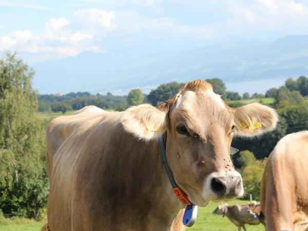 <font color='#ffcc00' size='+1'>牧場のバラ</font><br>
														そろそろ卵がなくなりそう、という日。家から少し丘を登る。<br>
														ニワトリのサインボードを曲がると、すぐ角に築１００年ほどか、古い家屋の農家風レストランがあり、昔ながらのスイス料理をいただける。時々、フェラーリやランボルギーニ、アルファロメオとかが止まっている。(Read more)